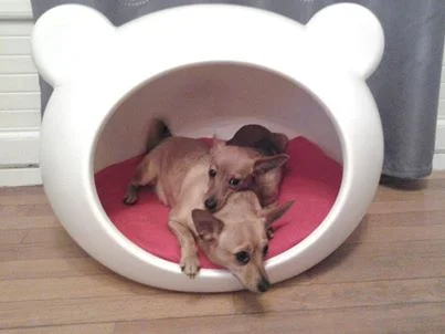 guisapet_dog_beds_france.jpg