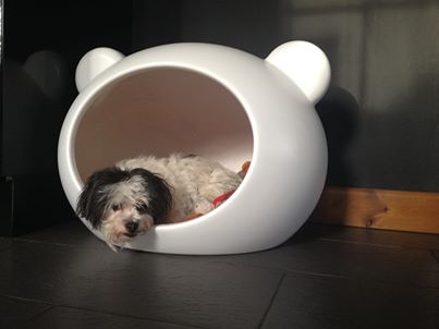 guisapet_happy_customer_dog_cave.jpg