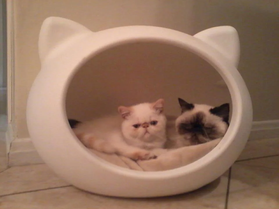 beds_cats_uk_guisapet.jpg
