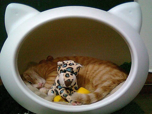 comfy_cat_beds_uk_guisapet.jpg