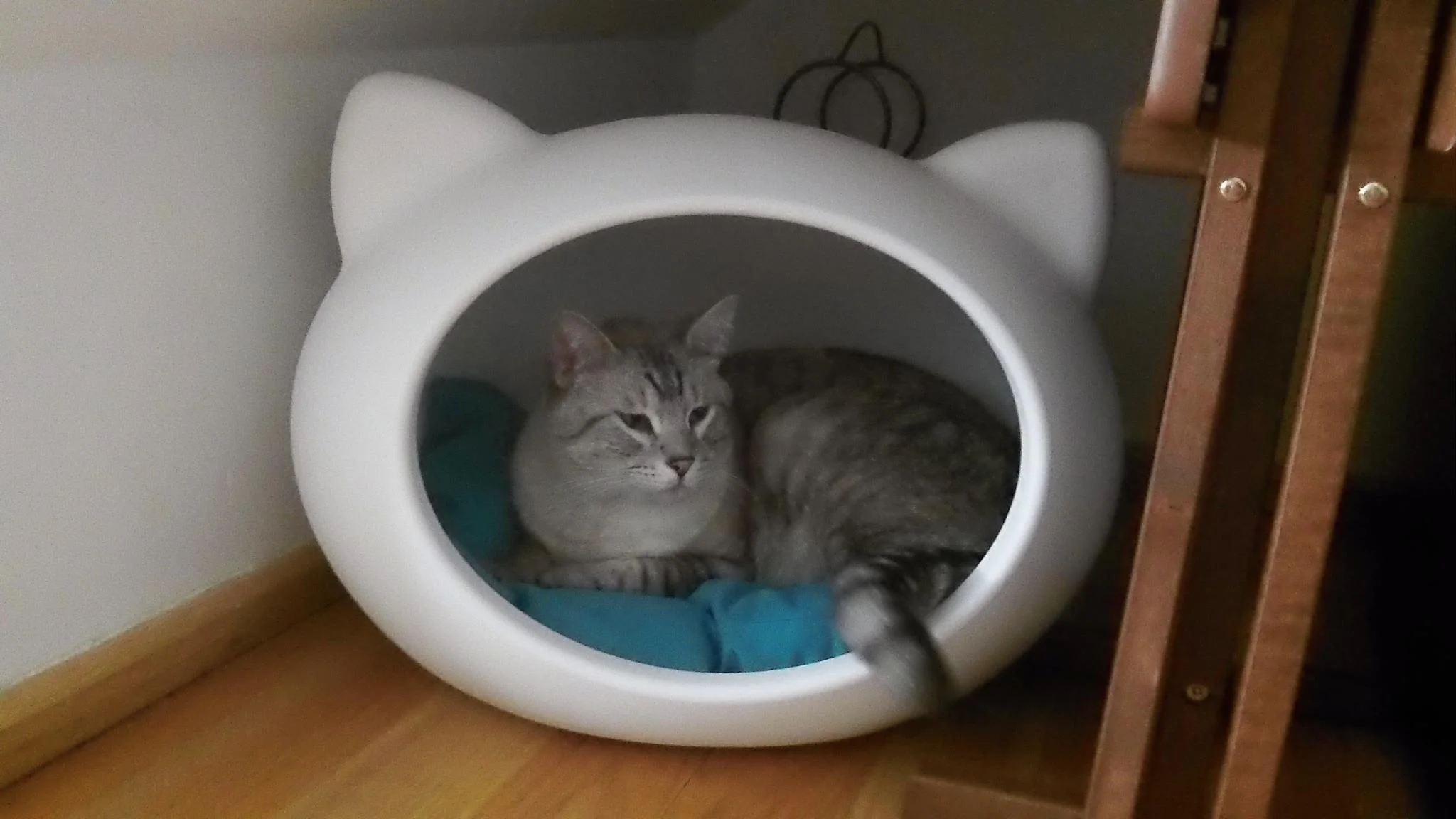 cool_cat_beds_guisapet.jpg