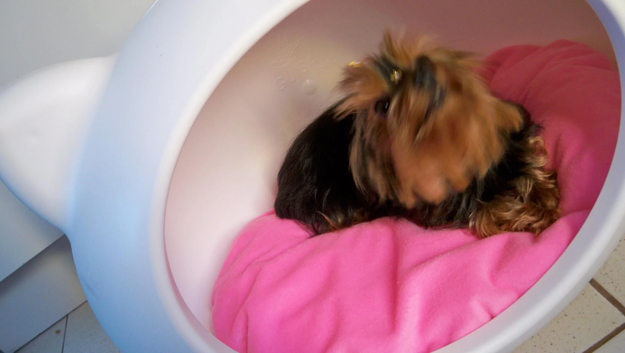 cute_white_pet_furniture_guisapet_uk.jpg