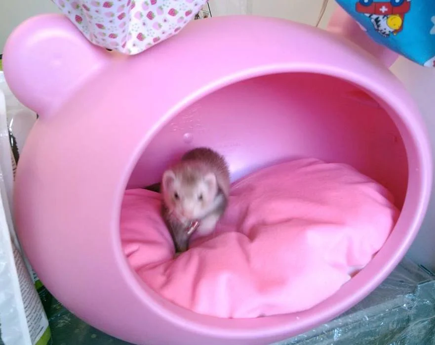 ferret_beds.jpg