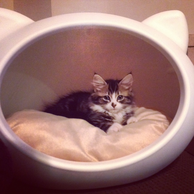 happy_kitten_guisapet_uk.jpeg