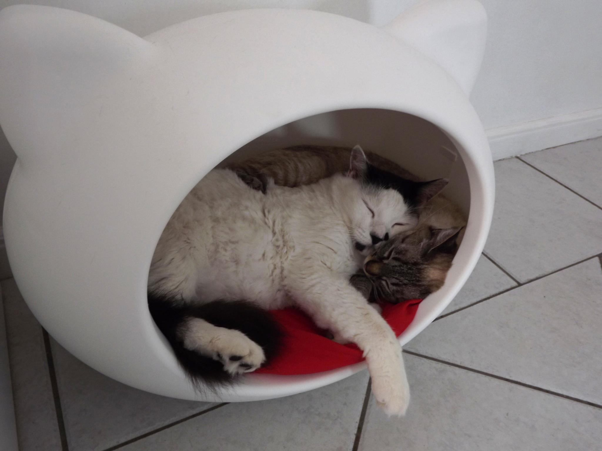 modern_cat_beds_cave_guisapet.jpg