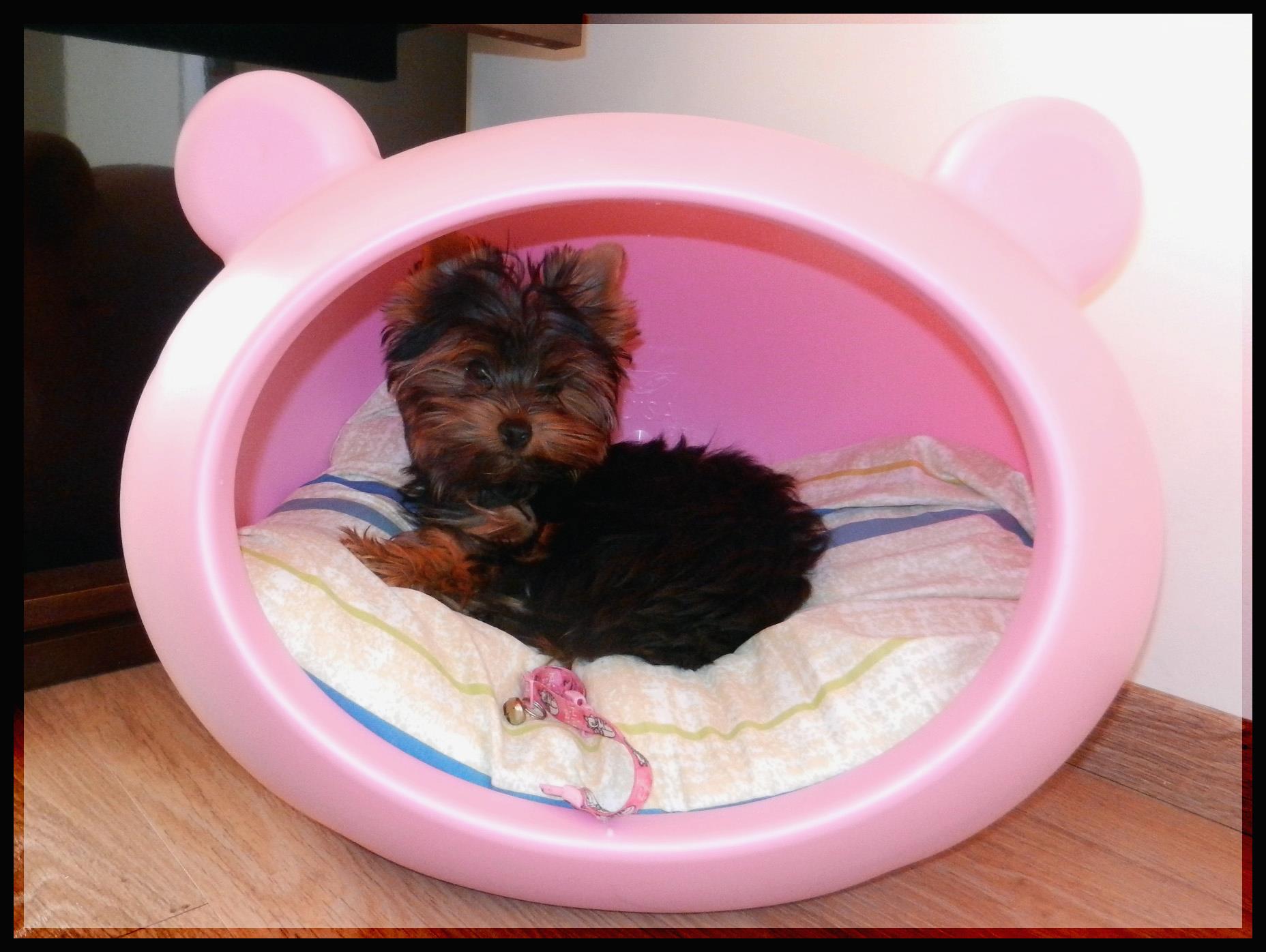 pink_cute_small_dog_bed_guisapet_uk.jpg