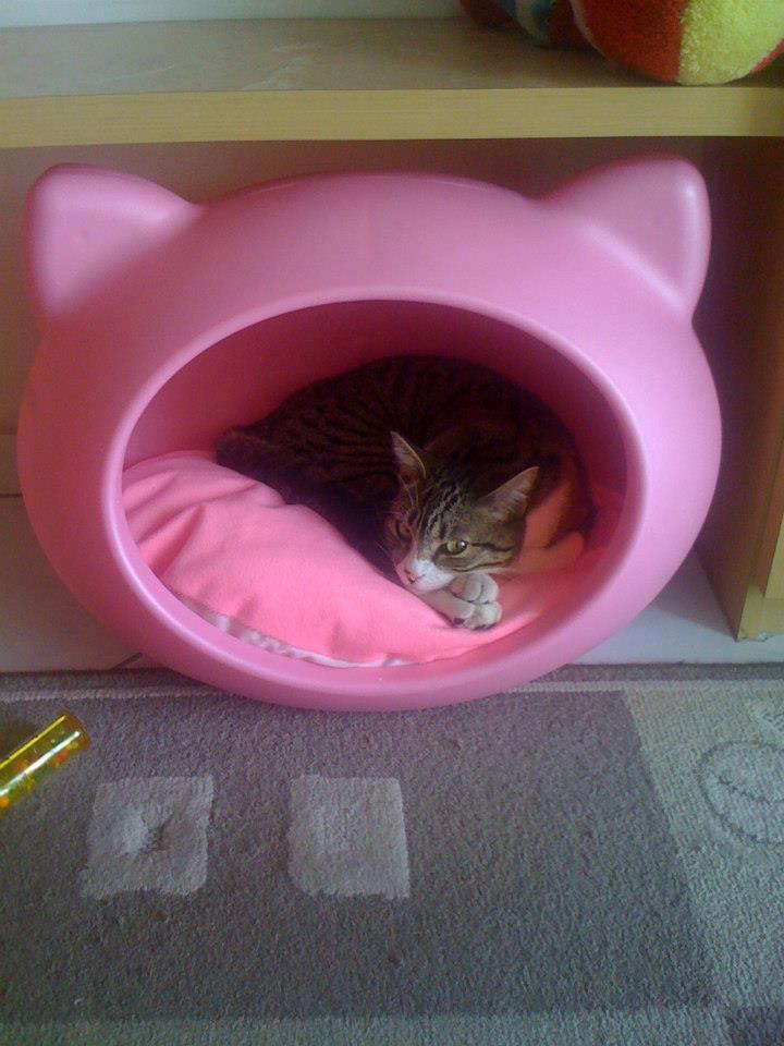 pink_durable_cat_bed_uk_guisapet.jpg
