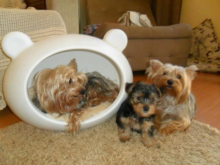 quality_beds_dogs_guisapet_uk.jpg