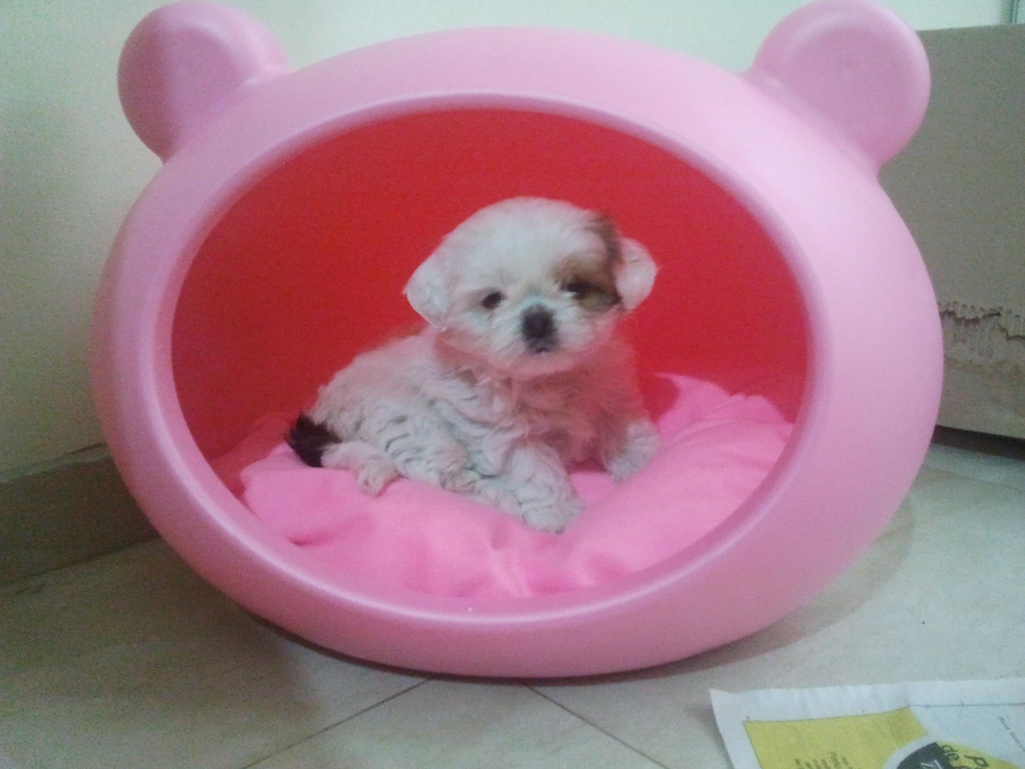 quality_pink_small_dog_bed_uk_guisapet.jpg