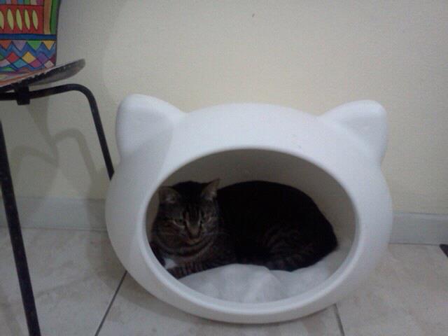 white_cat_bed_uk.jpg