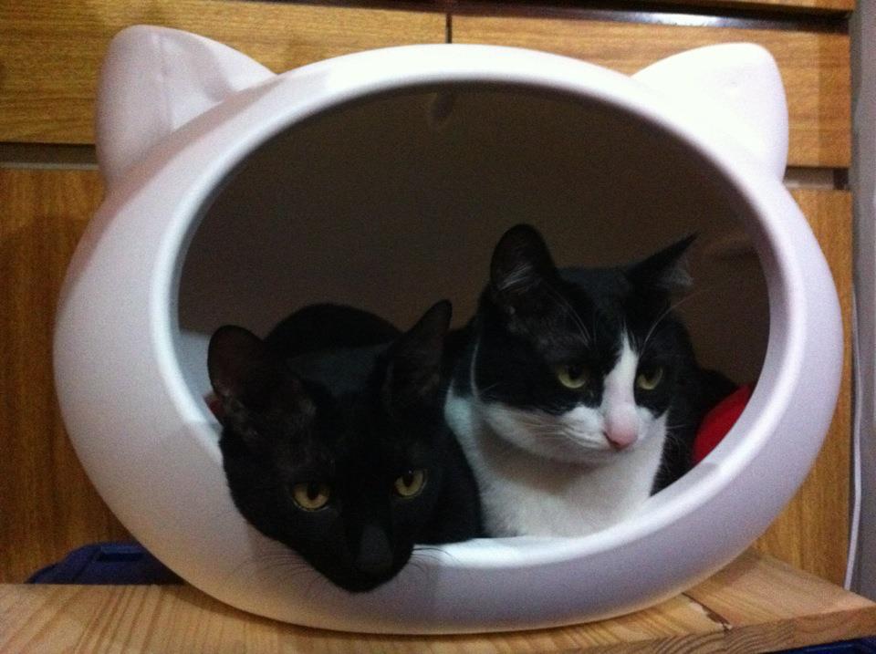 white_moder_cat_bed_guisapet.jpg