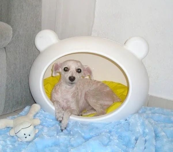 white_modern_dog_beds_guisapet.jpg