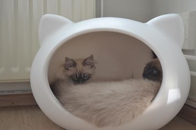 cat_beds_dutch_holland.jpg