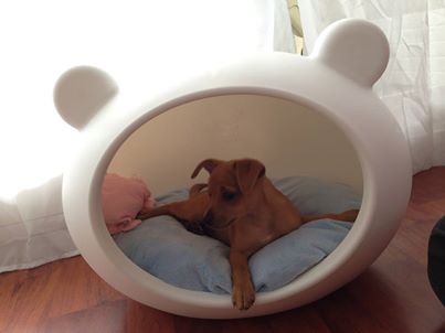 tiny_dog_bed_guisapet.jpg