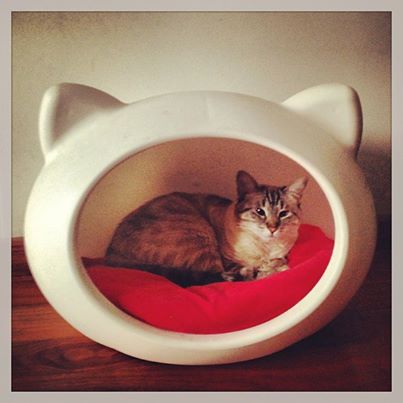 white_cat_cave_red_cushion.jpg