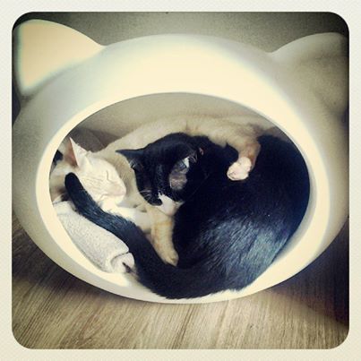 happy_cats_beds.jpg