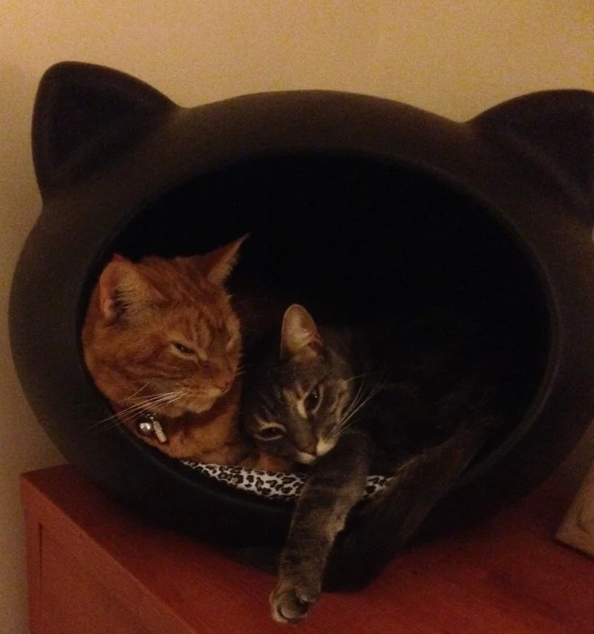 guisapet cat bed