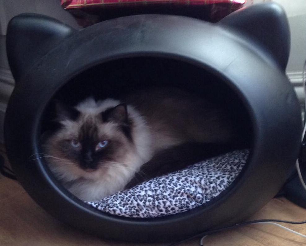 guisapet cat bed