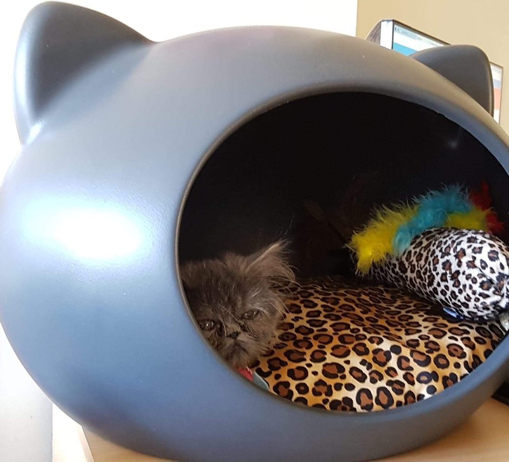 Cat Pod Bed Uk Best Selection Teamworxmoving cat-pod-bed-uk-best-selection-teamworxmoving