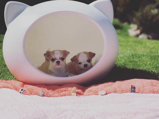 That Sunday Feeling Part 2 🙌🏼🐶
&bull;
&bull;
&bull;
&bull;
&bull;
#puppiesofinsta #puppiesforall #puppiesinstagram #puppiesdaily #puppieslove #puppiesoftheday #puppiesmakemehappy #instapuppies #teacuppuppies
#dogcavebed
#designerdogbeds #dogbedswi