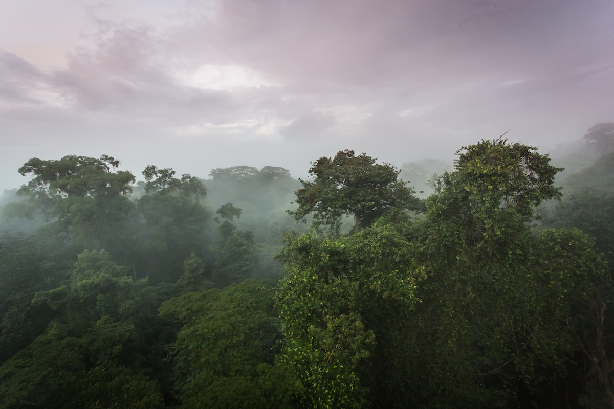 La Selva at dawn