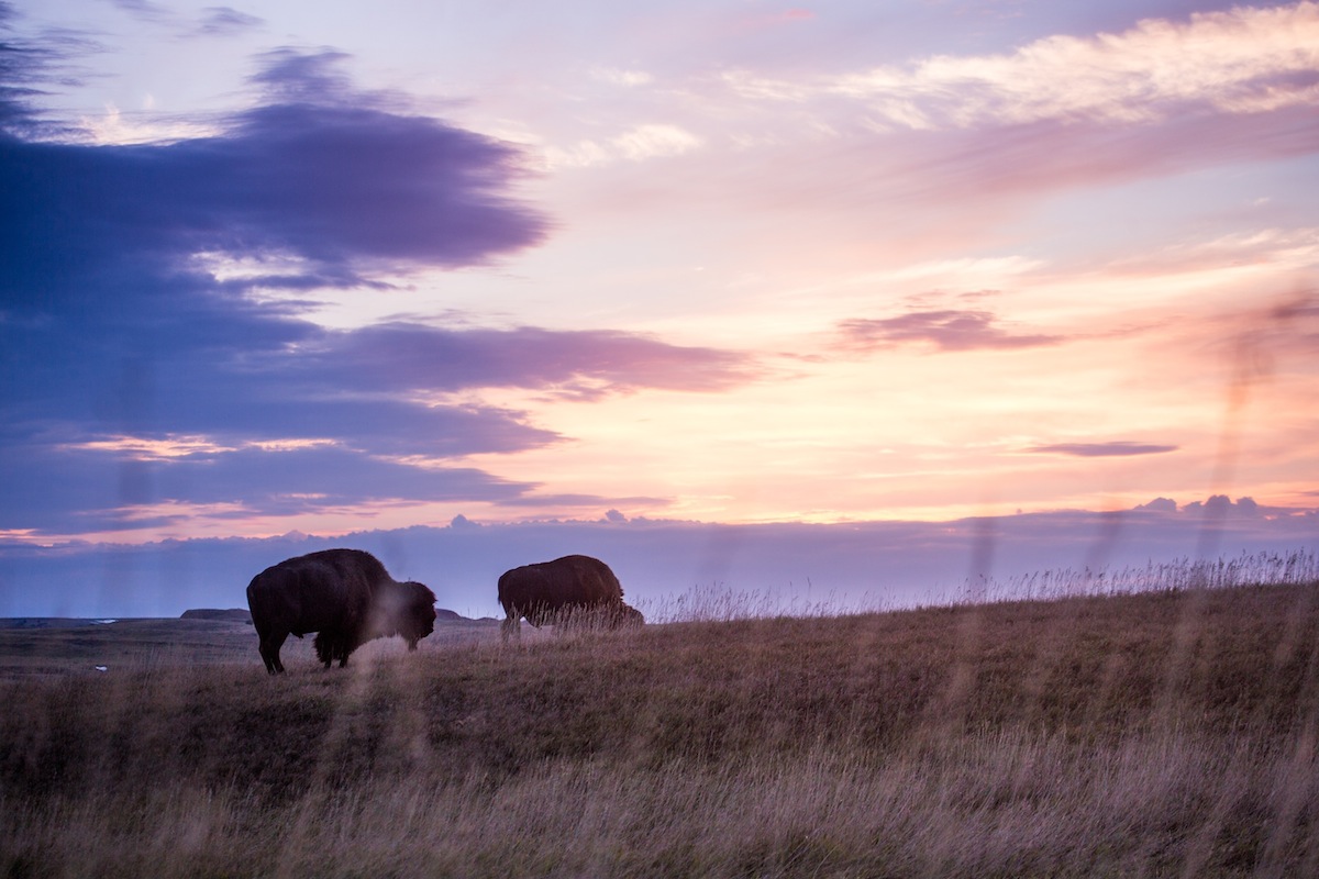 American Bison in Badlands National Park