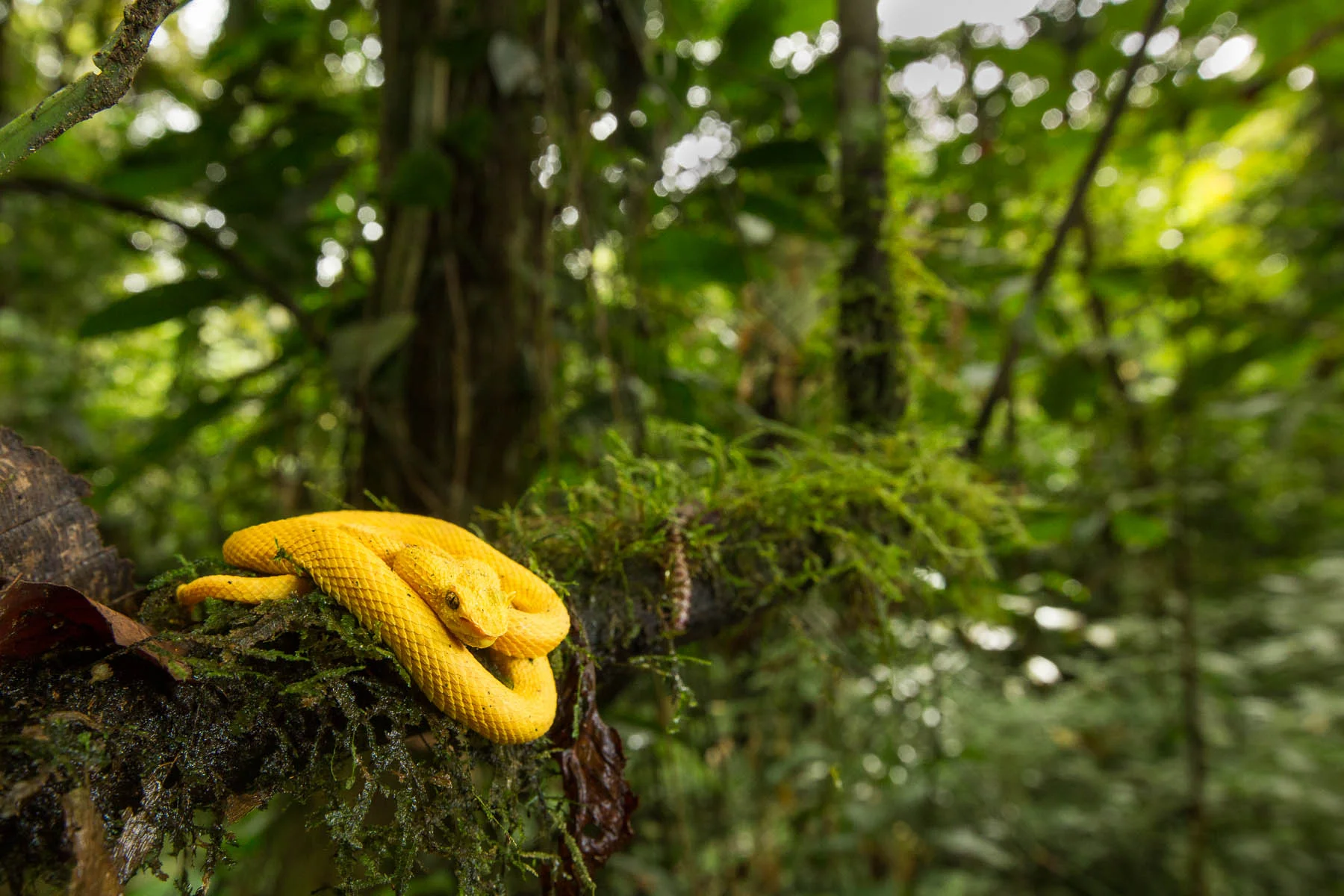 Eyelash viper