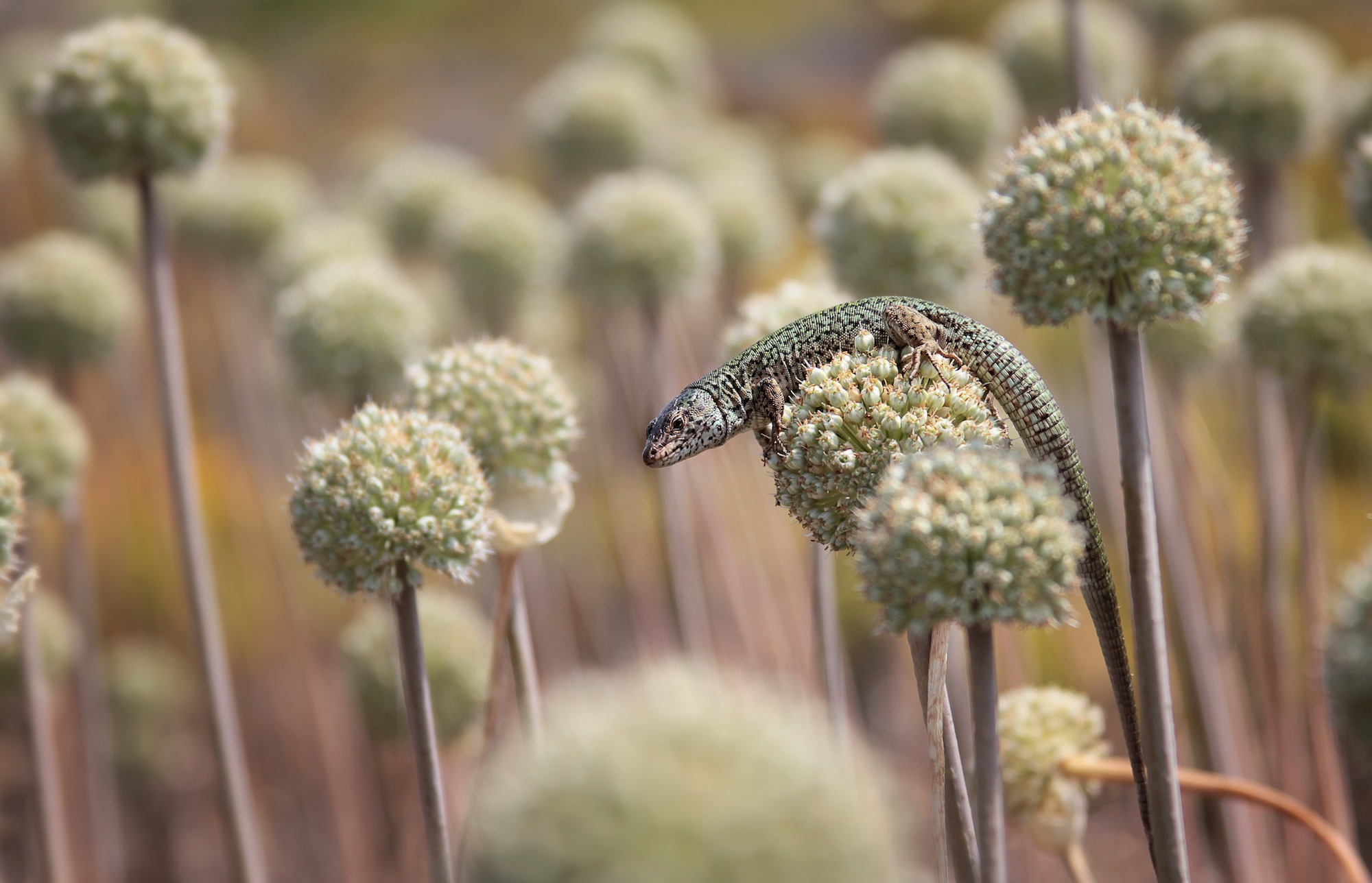 Lizard pollinators