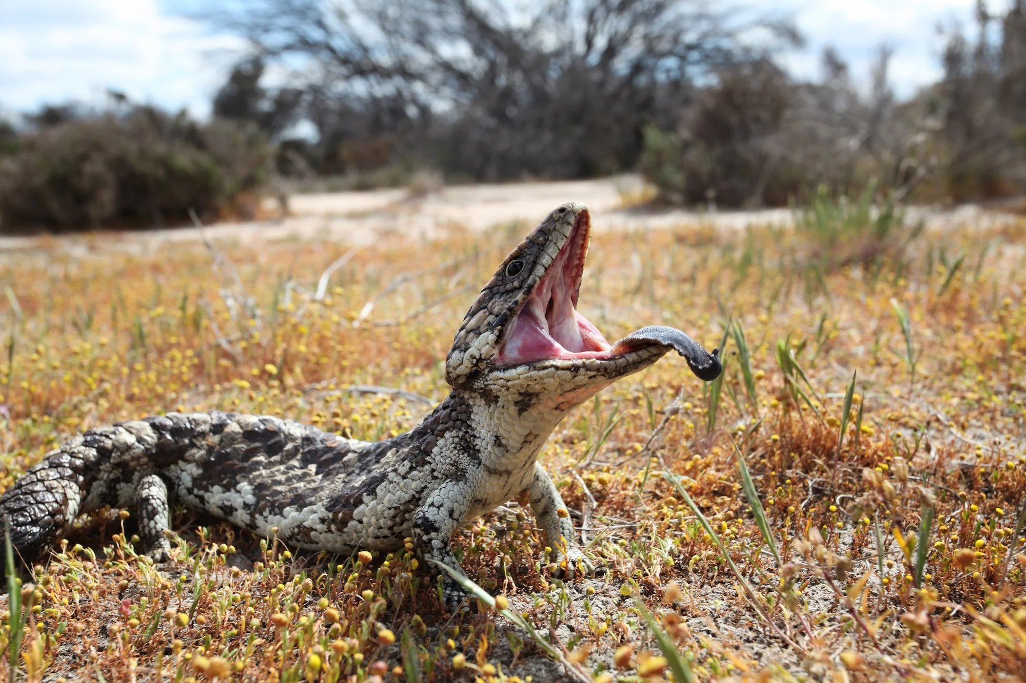 Shingleback Defense Posture