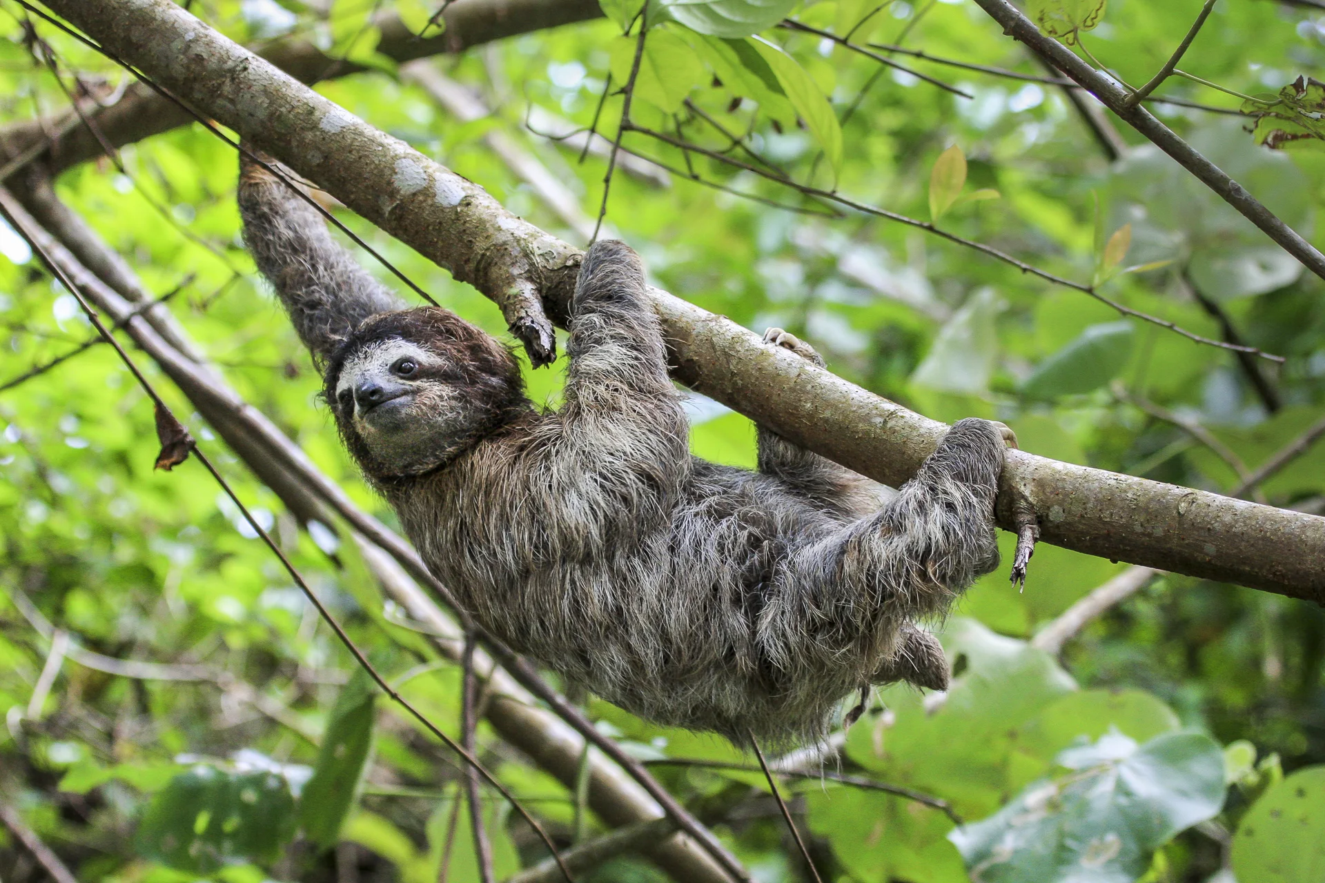 Three-toed Sloth