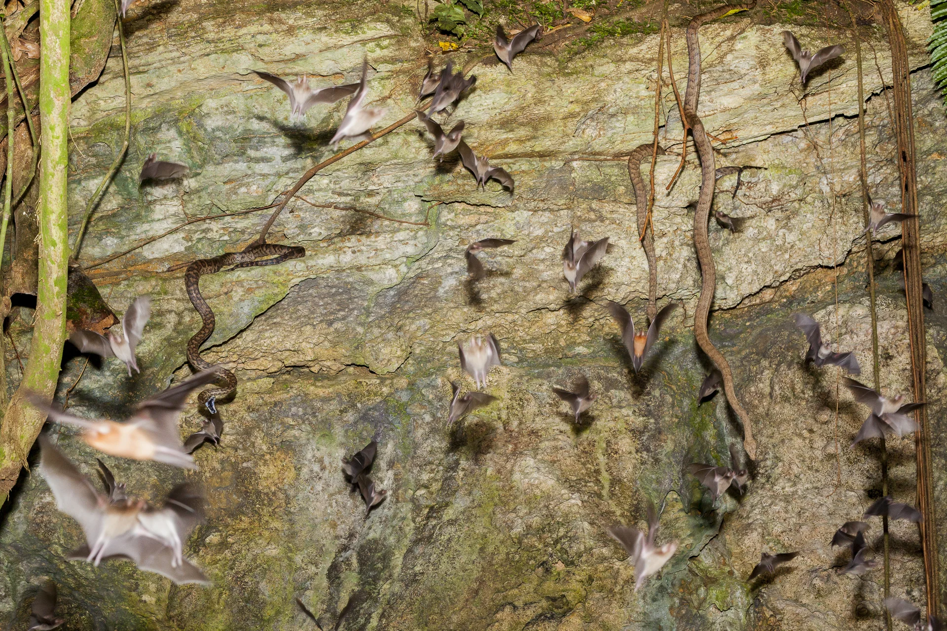 Snakes in a cave