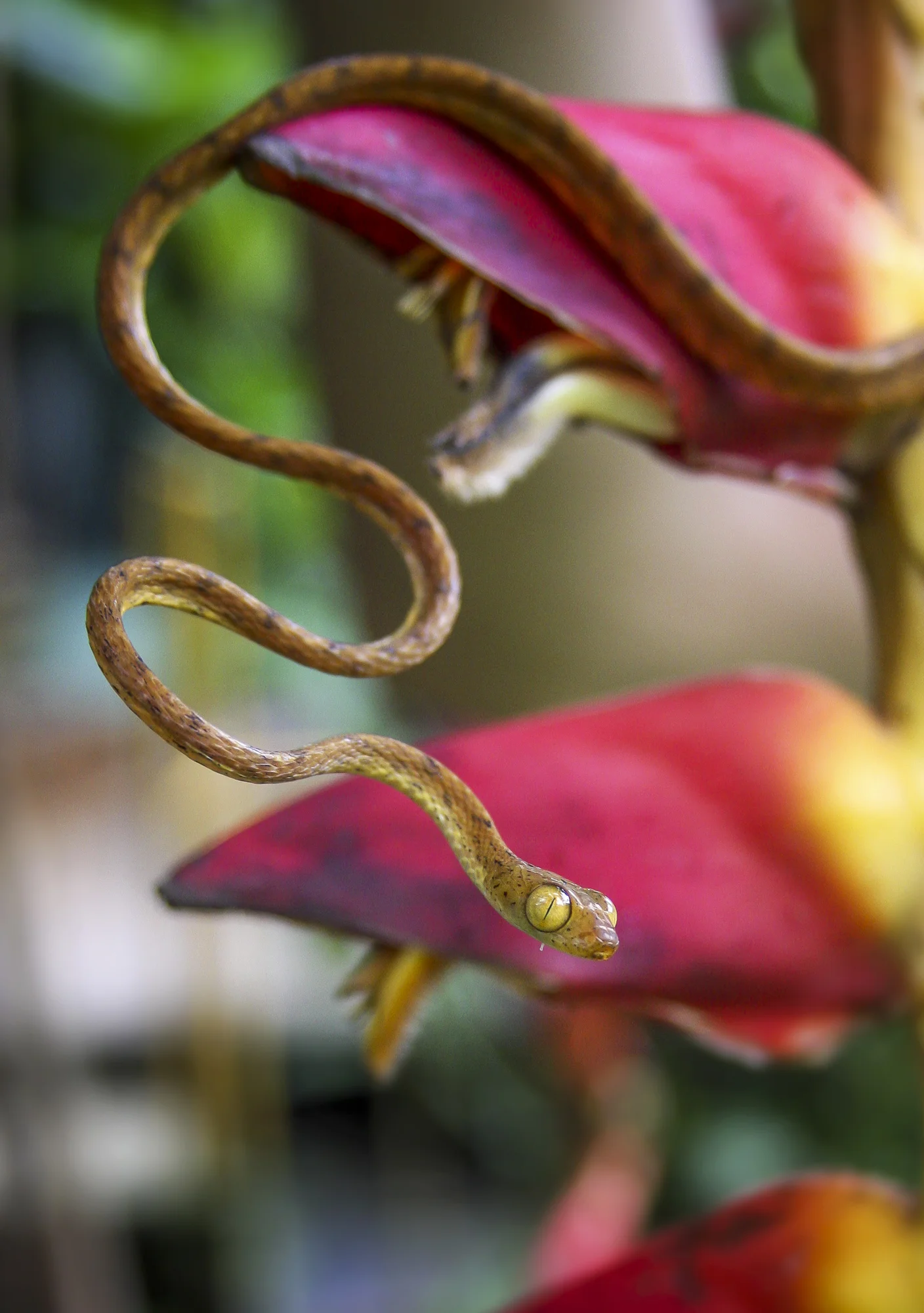 A plain tree snake in heliconia