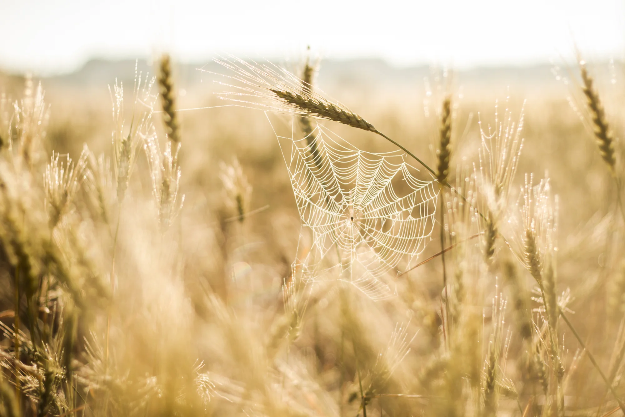 Spider and wheat