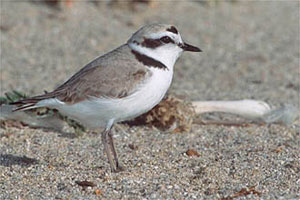 Peter LaTourrette / www.birdphotography.com A photograph of a snowy plover on a beach