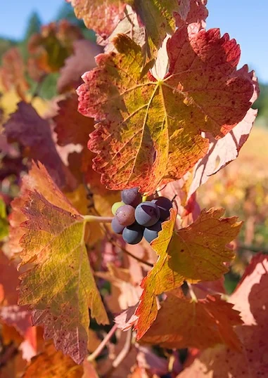 California Agriculture Art Exhibit