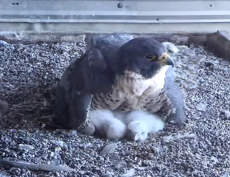 Image captured from screenshot of nest camera