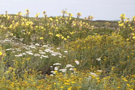 Francis Beach property habitat restoration photos by Mike Kahn / Green Stock Media