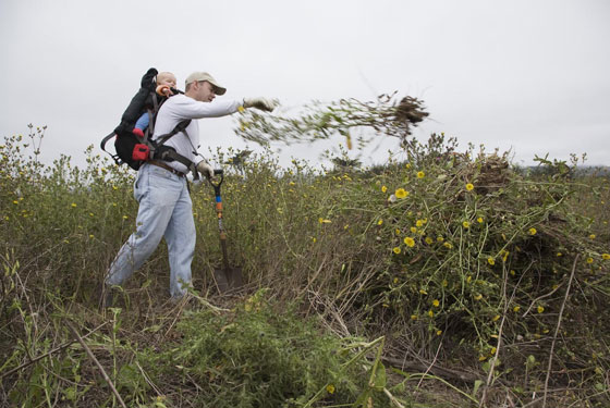 Francis Beach property habitat restoration photos by Mike Kahn / Green Stock Media