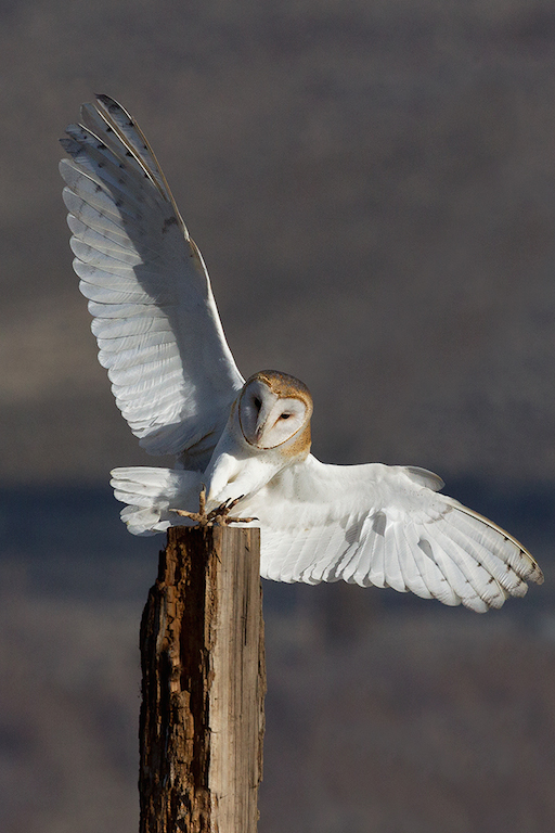 Photograph: "Barn Owl Landing" by David Wong; used with permission