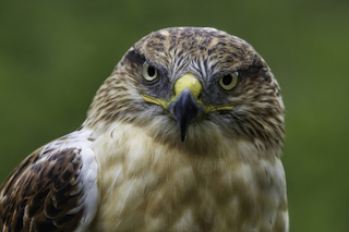 Photo: "Ferruginous Hawk" by Larry Calof; used with permission