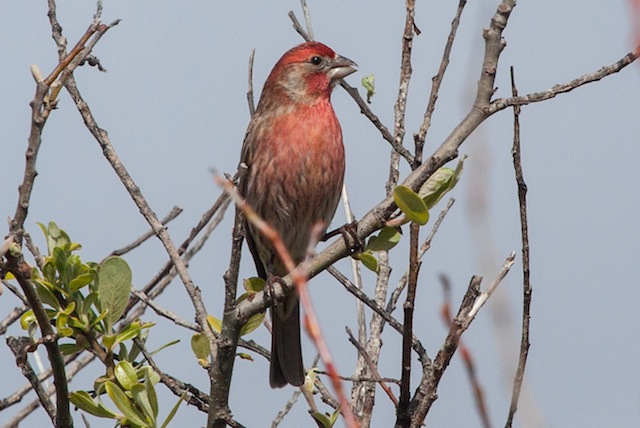 Coastal Trail House Finch by Bob Raisler