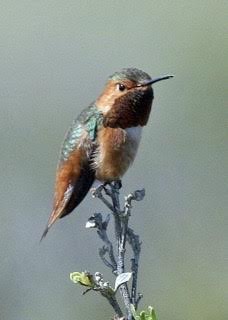 Allen’s Hummingbird - Alvaro Jaramillo