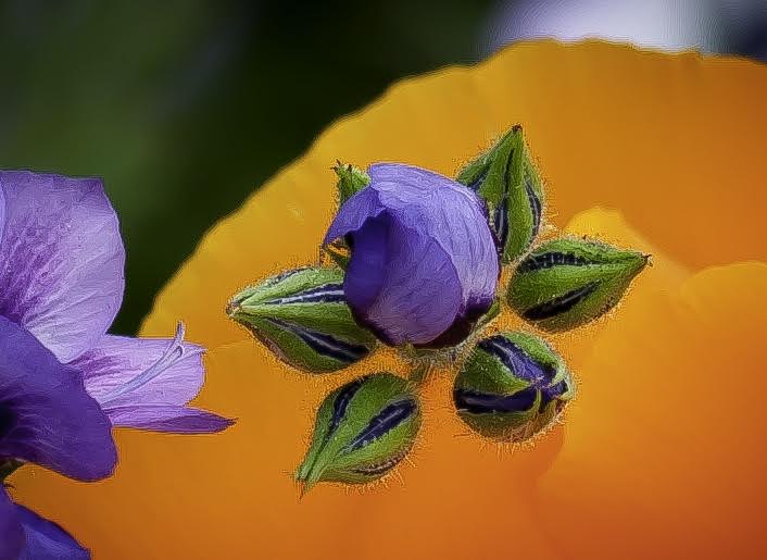 Gilia Buds - by Beau Gill
