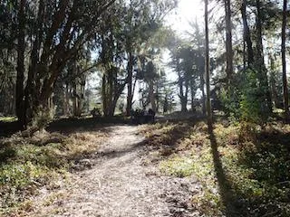 A trail leading through trees at the Purissima Old Town Site