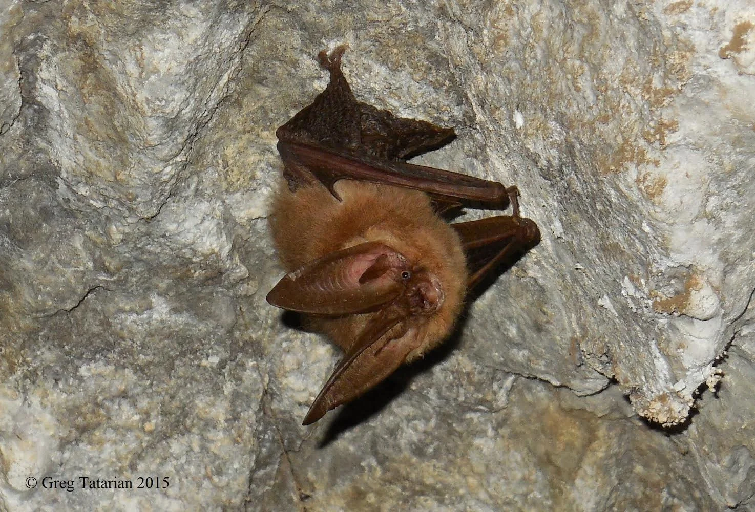Bat Workshop & Field Identification - August 12th