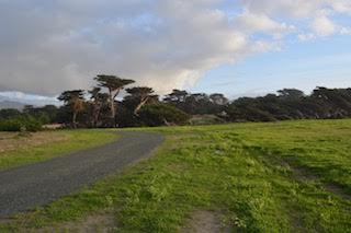 A view of a trail within the Wavecrest property.