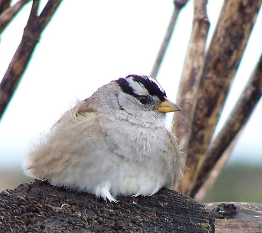 White Crowned Sparrow; image credit: Lindsey Peterson