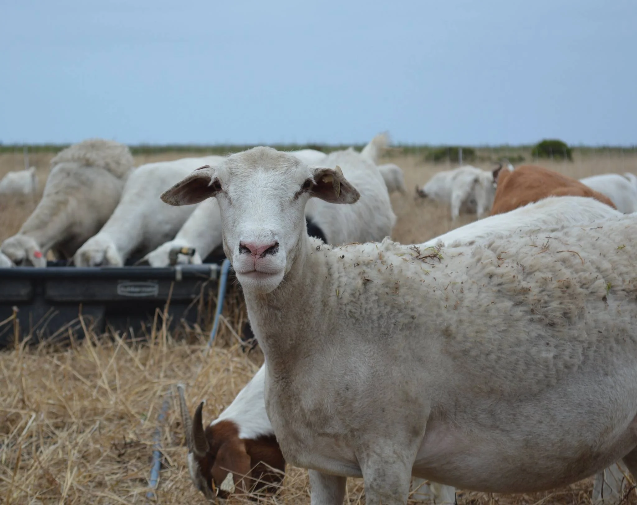 A restoration herd member from a previous year. A white sheep.
