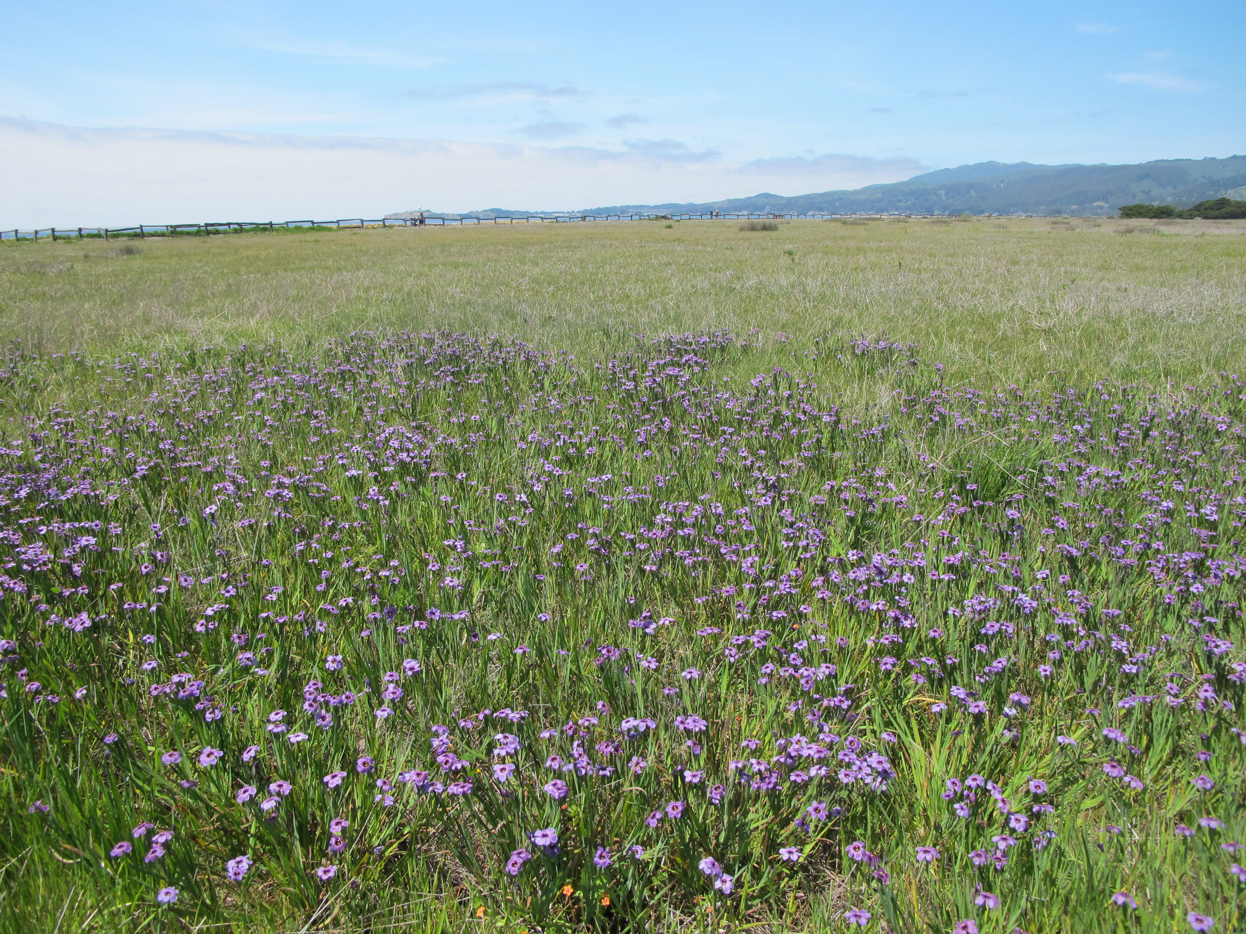 Santa Clara Valley Wildflower Guide