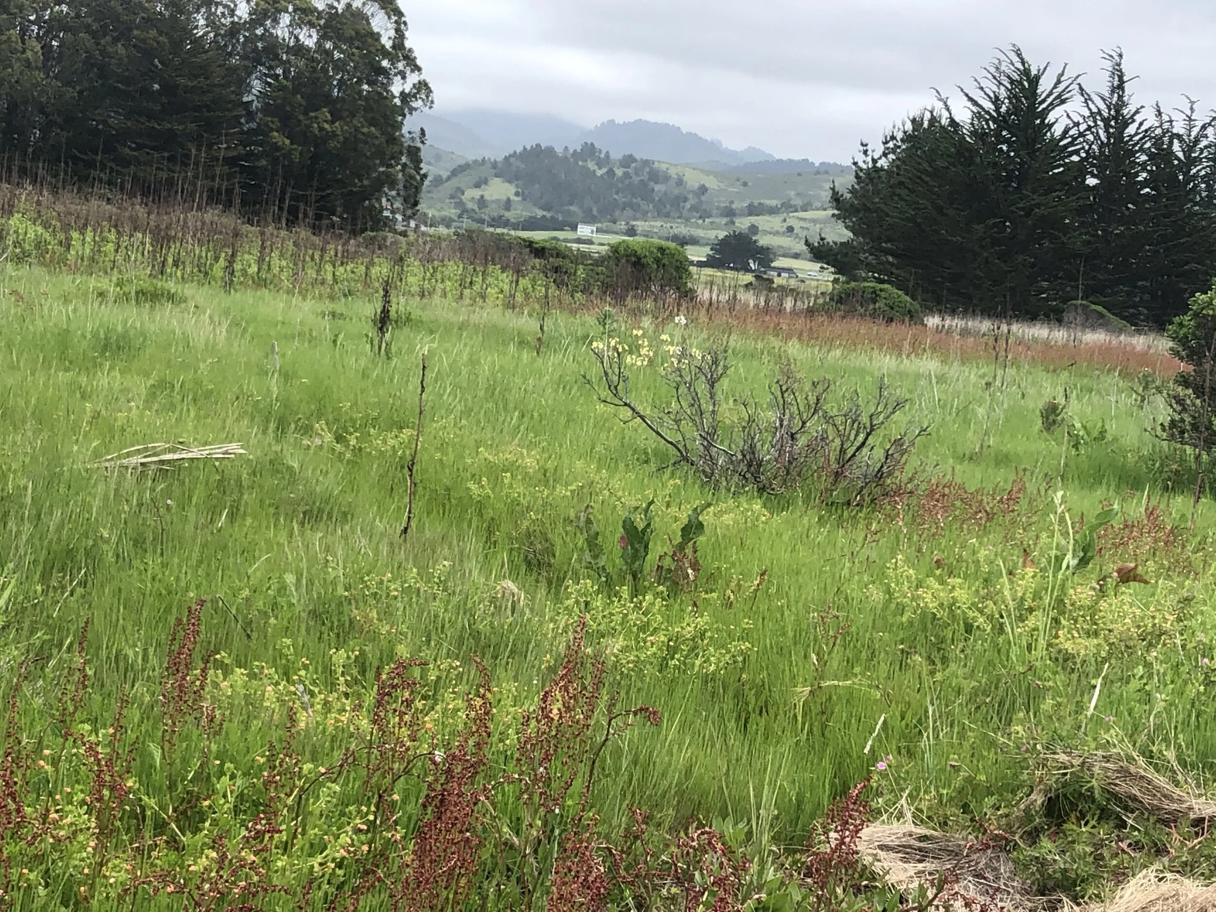 Happy Earth Day to the Junior Land Stewards